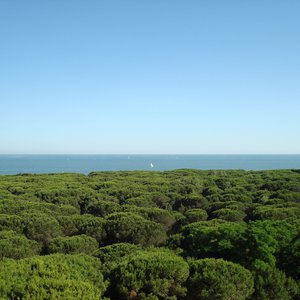 Pineta