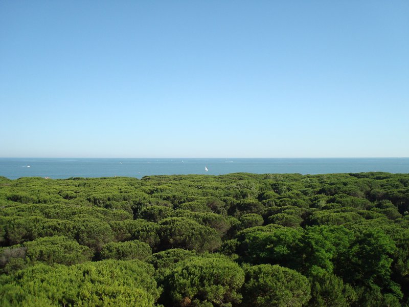 Pineta