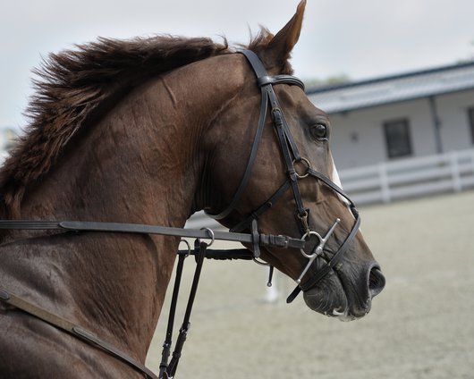 Equitazione