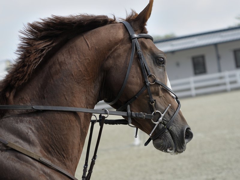 Equitazione