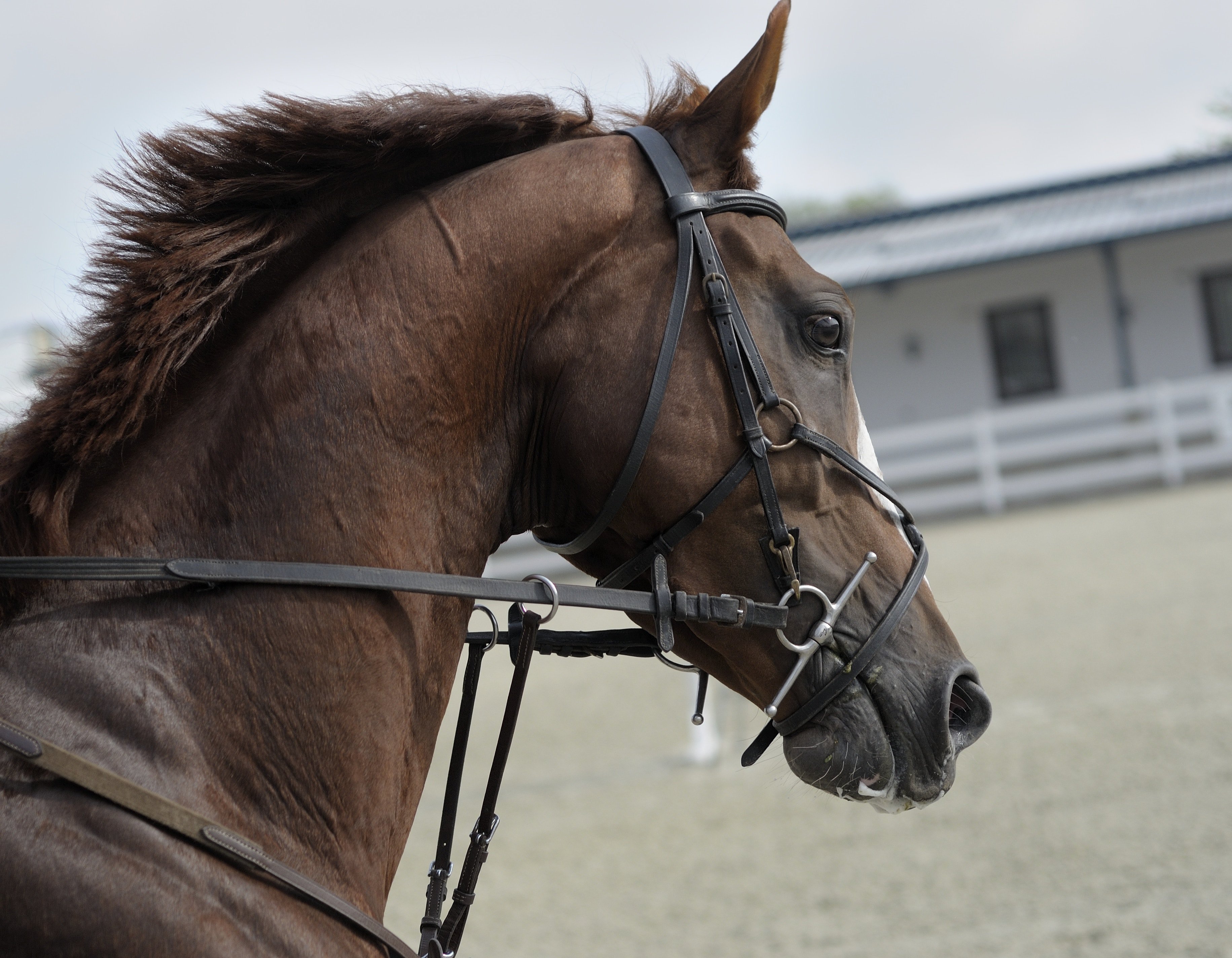Equitazione